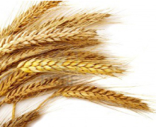 foto-grains-wheat
